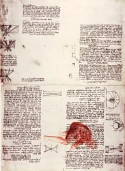 Notes on the Physiology of Vision